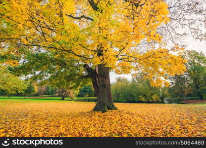 Large tree in a park in autumn with yellow autumn maple leaves covering the ground in the fall