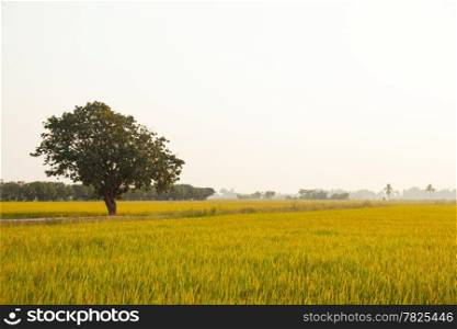 Large tree in rice fields. Standing in the middle of rice fields in between.
