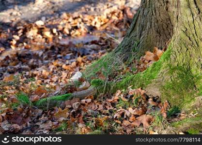 large tree roots in the moss in autumn forest
