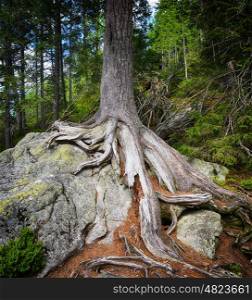 Large tree roots on stones in forest