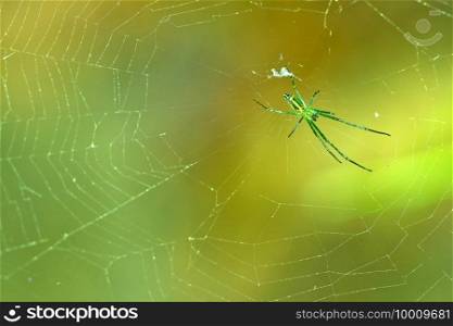Large Tree Spider, Riverine Forest, Royal Bardia National Park, Bardiya National Park, Nepal, Asia