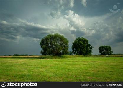 Large trees growing in a green meadow and cloudy sky, Nowiny, Poland