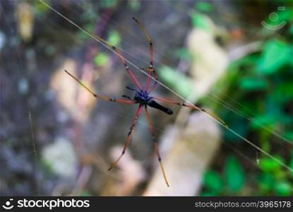 Large tropical spider - nephila (golden orb) in the web