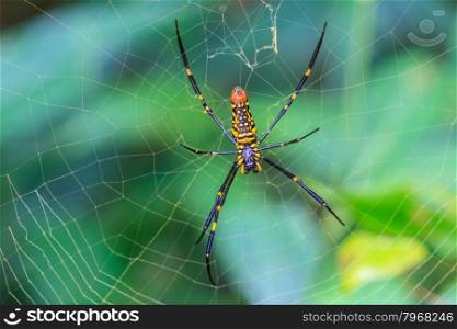 Large tropical spider - nephila (golden orb) on web