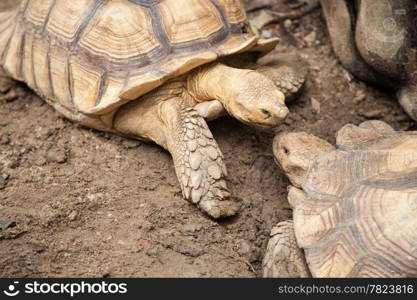 Large turtle breeding areas within the zoo. The style and color of the carapace is unusual.