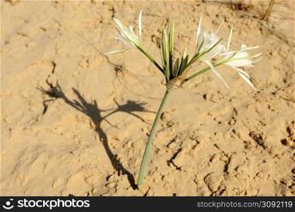 Large white flower Pancratium maritimum on the sandy shores of the Mediterranean Sea in Israel. Pancratium maritimum