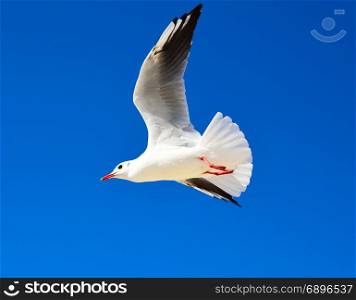 large white gull flies against a blue clear sky, a summer sunny day
