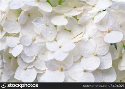 Large white hydrangea blossoms macro (nature background).