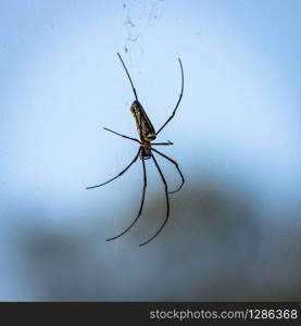 Large wild giant wood spider on its web macro. Wayand forest India