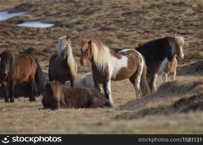Large wild herd of Icelandic ponies grazing.
