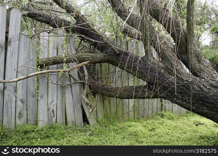 Large willow tree fallen into old wooden fence.