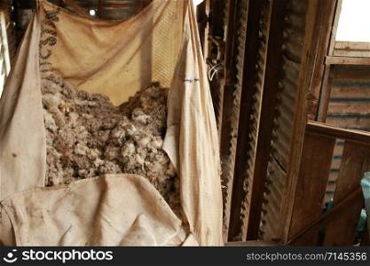 large wool bale bag being filled with freshly shorn wool on a family farm old wooden shearing shed, rural Victoria, Australia