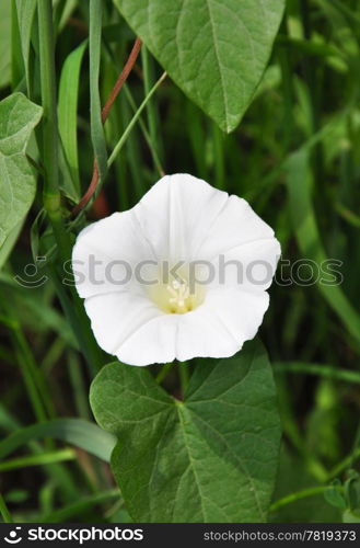 Larger bindweed (Calystegia sepium)