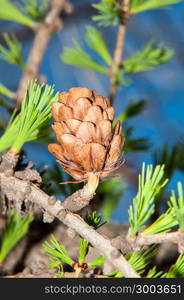 Larix genus of deciduous coniferous plant family Pinaceae