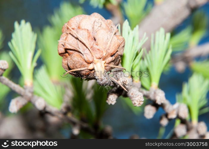 Larix genus of deciduous coniferous plant family Pinaceae