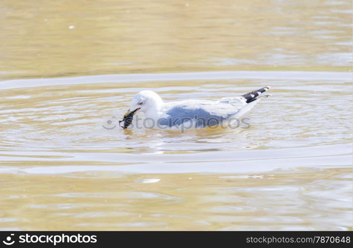 larus argentatus, herring gull crab fishing