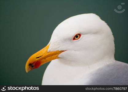 Larus michahellis. Portrait of a yellow-legged gull