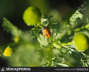 larva of a ladybug on the grass