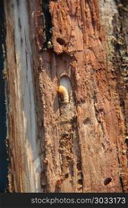 Larva of woodworm lives under pine bark. Common furniture beetle. White larva of woodworm lives under pine bark. Common furniture beetle. Insect pest