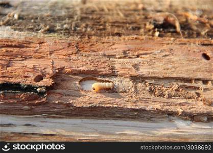 Larva of woodworm lives under pine bark. Common furniture beetle. Larva of woodworm lives under pine bark. Common furniture beetle. Insect pest