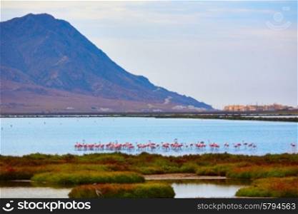 Las Salinas in Cabo de Gata Almeria flamingos lake in Spain