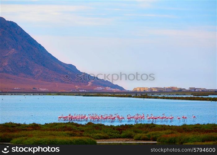 Las Salinas in Cabo de Gata Almeria flamingos lake in Spain