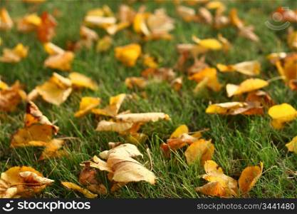 last autumn yellow leaves on grass