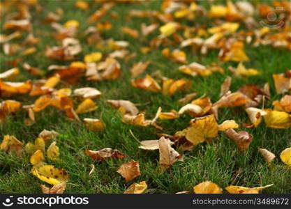 last autumn yellow leaves on grass
