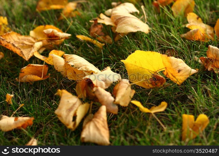 last autumn yellow leaves on grass