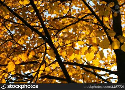 last golden leaves autumn background