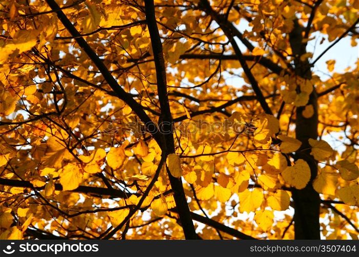 last golden leaves autumn background