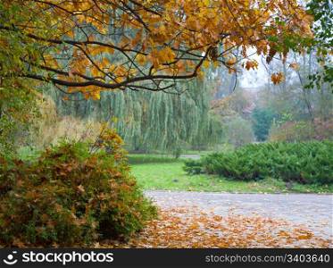 Last golden tree foliage in autumn city park
