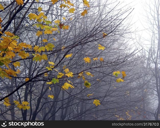 Last leaves on the maple tree branches on a rainy foggy late fall day