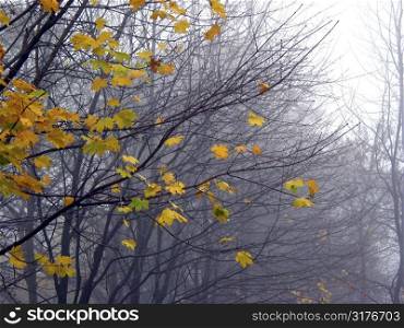 Last leaves on the maple tree branches on a rainy foggy late fall day