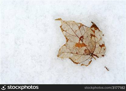 Last year leaf frozen in the snow