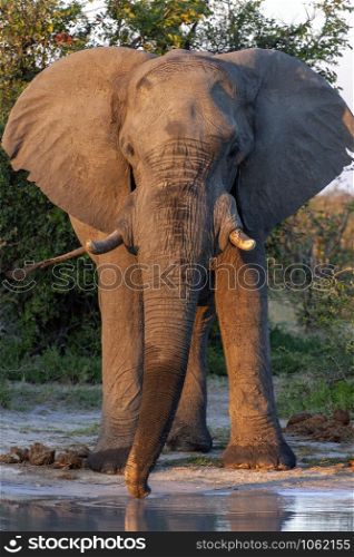 Late afternoom sunlight on a large African Bull Elephant (Loxodonta africana) at a waterhole in the Savuti region of Botswana, Africa.