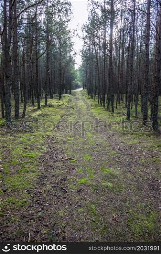 Late autumn in a coniferous forest. Autumn Forest. Coniferous forest trail in the moss.. Autumn Forest. Late autumn in a coniferous forest. Coniferous forest trail in the moss.