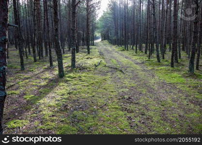 Late autumn in a coniferous forest. Autumn Forest. Coniferous forest trail in the moss.. Autumn Forest. Late autumn in a coniferous forest. Coniferous forest trail in the moss.