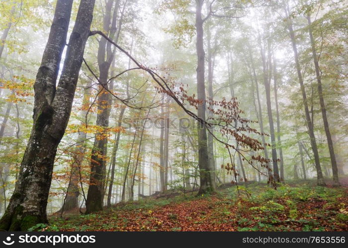 Late autumn landscapes. Misty forest it the morning