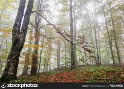Late autumn landscapes. Misty forest it the morning