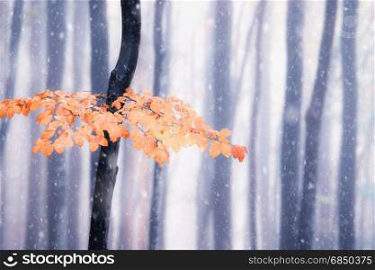 Late autumn snowy forest. Bright fall colors snowy wood