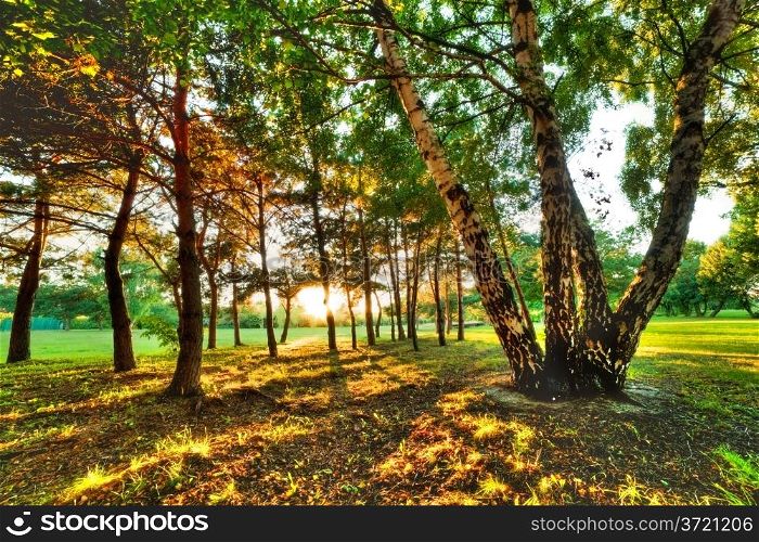 Late summer, autumn sunset in a park. Sunbeams on green lawn