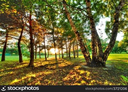 Late summer, autumn sunset in a park. Sunbeams on green lawn