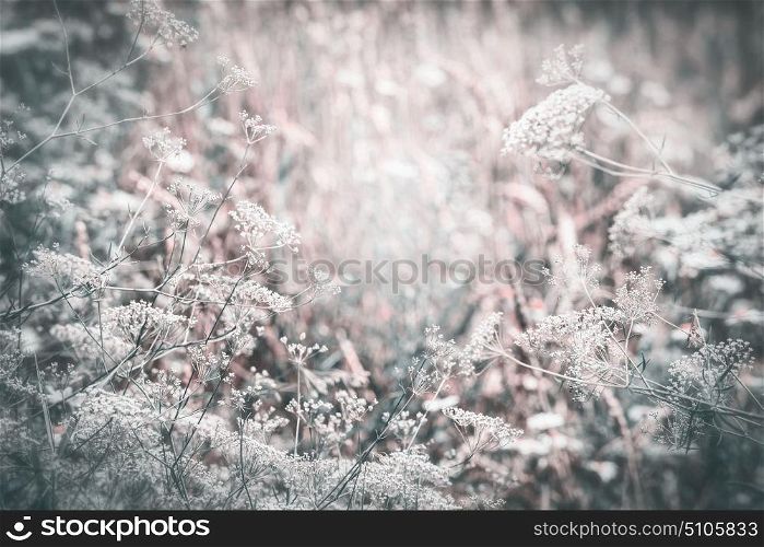 Late summer country landscape with Wild herbs and flowers , outdoor nature background , muted colors