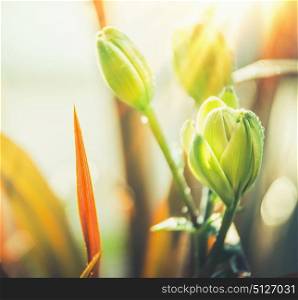 Late summer or autumn plant and flowers background with grasses and lily in sunlight, close up, outdoor nature