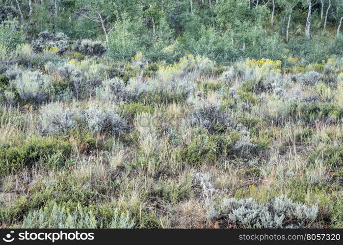 late summer tapestry of aspen trees , wildflowers, sagebrush and other shrubs in North Park of Colorado