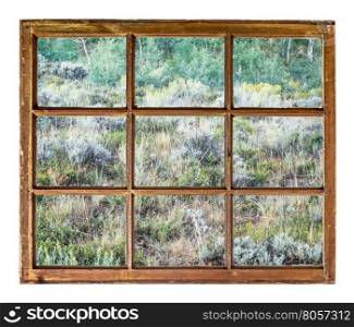 late summer tapestry of Colorado aspen, wildflowers and shrubs as seen from a sash window of old cabin