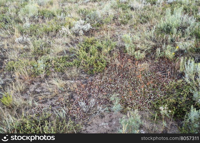 late summer tapestry of wildflowers, sagebrush and other shrubs in North Park of Colorado