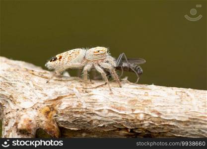Lateral of jumping spider, Rudakius ludhianensis, Satara, Maharashtra, India 