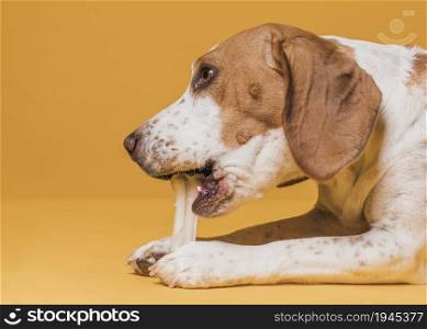 lateral view cute dog eating bone. High resolution photo. lateral view cute dog eating bone. High quality photo